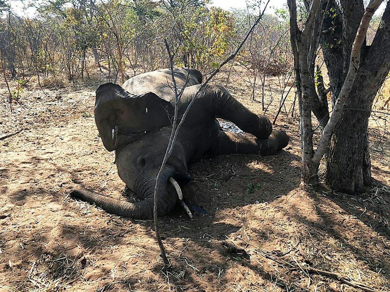 Mysteriöses Elefantensterben in Simbabwe