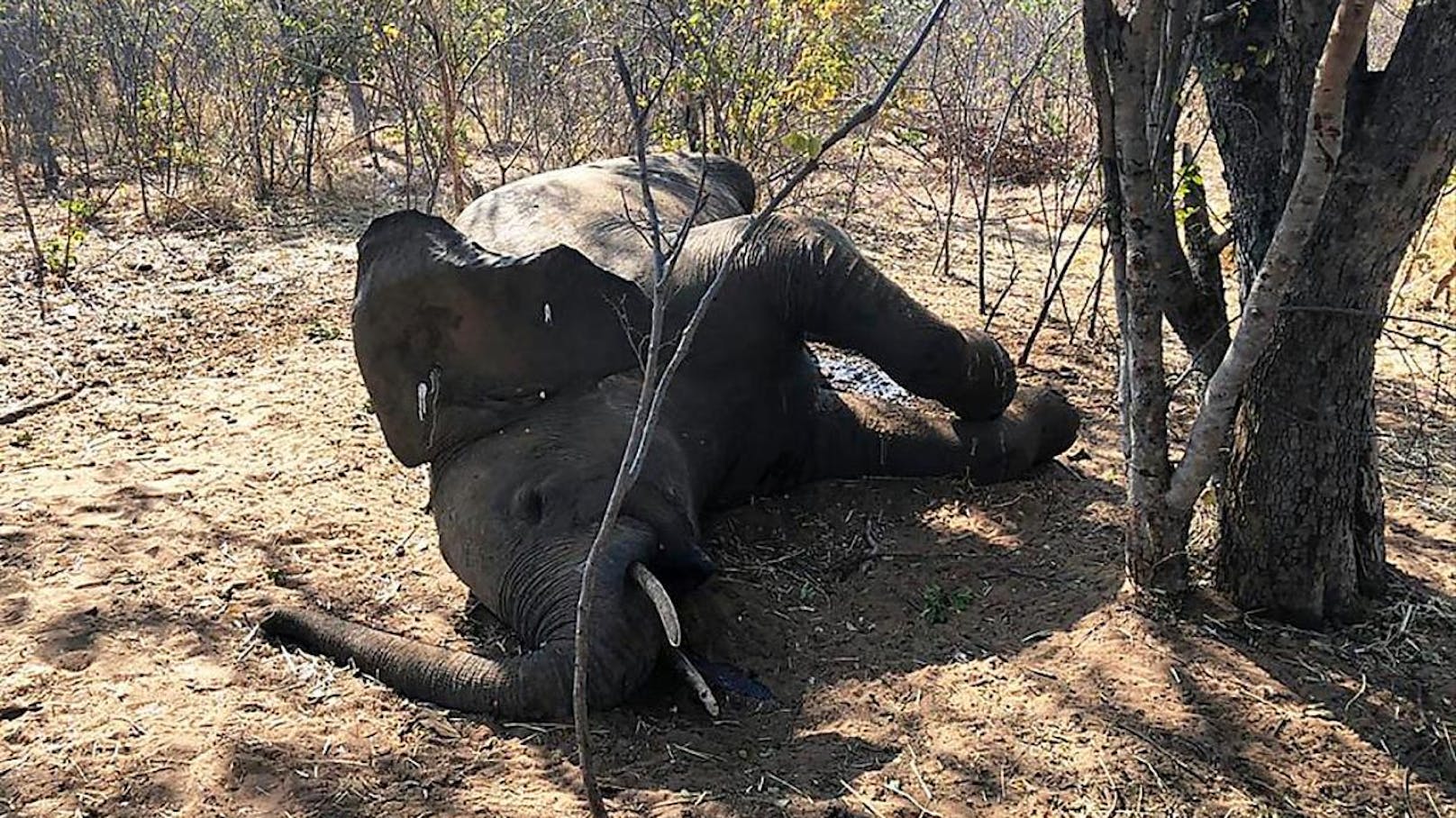 In Simbabwe waren den Behörden zufolge Bakterien für den Tod von 34 Elefanten verantwortlich.