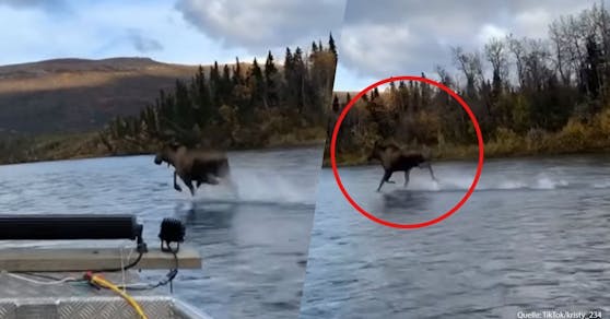 Kann dieser Elch wirklich über Wasser laufen?