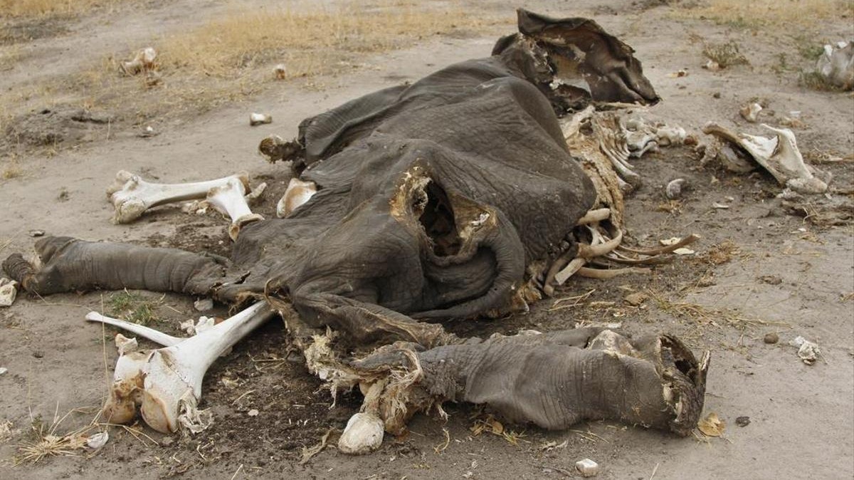 Die Elefanten wurden in den vergangenen Wochen tot im Pandamasue-Wald gefunden, 
