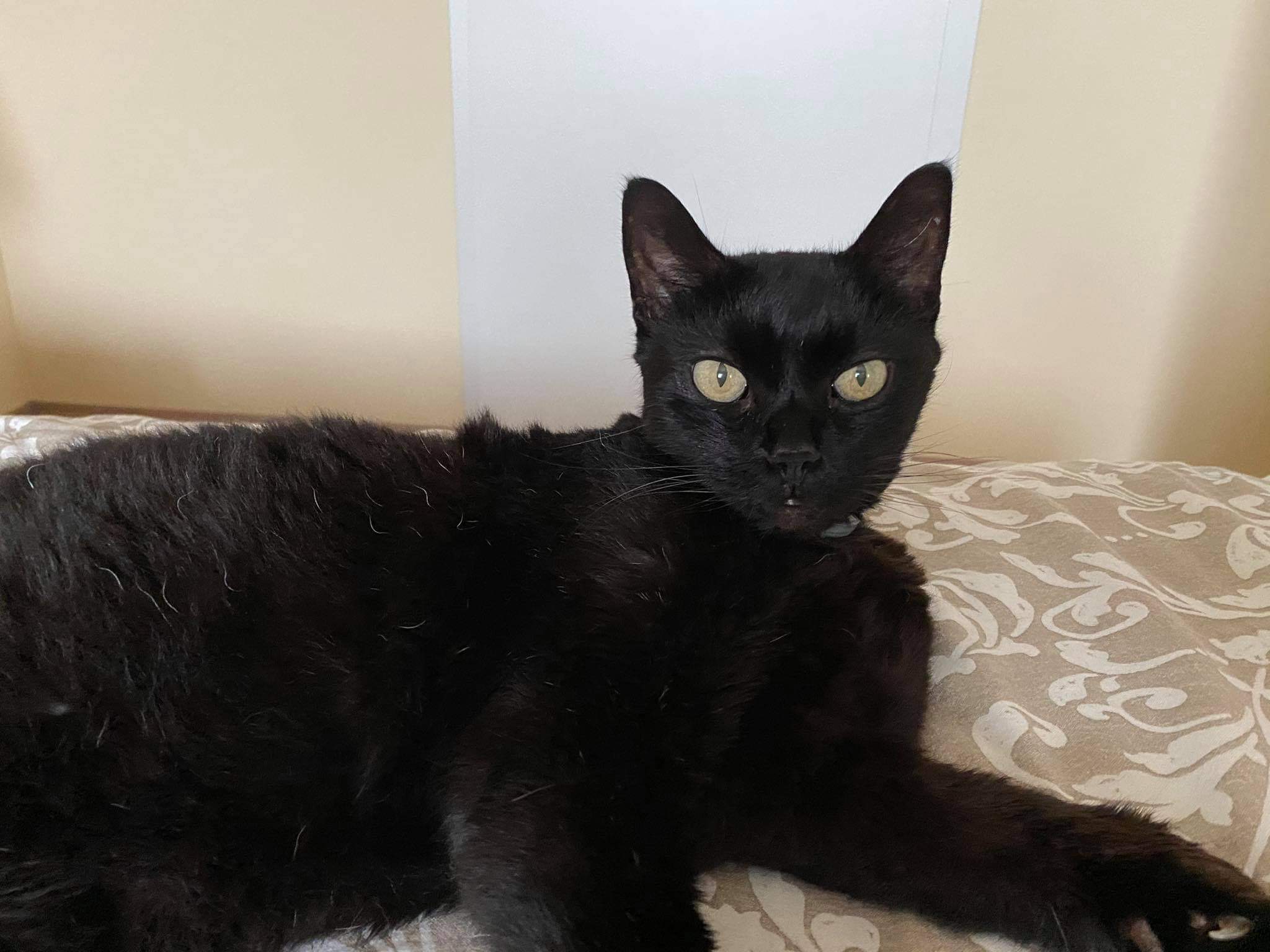 Mit einem Luftdruckgewehr wurde auf Kater 