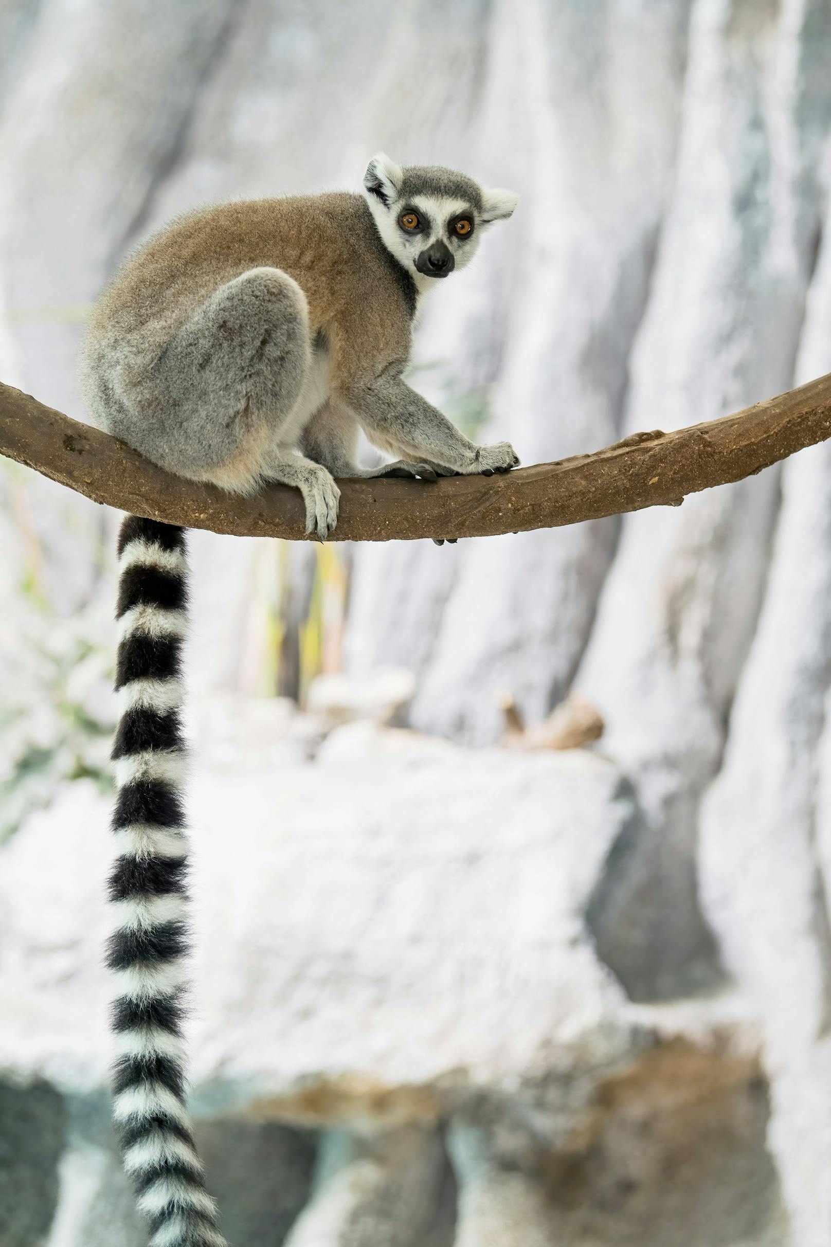 Ein Lemur ist in seinem neuen Wohnbereich angekommen.