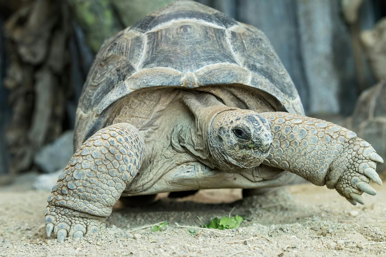 Auch Riesenschildkröten sind in der neuen Tier-WG.<br>