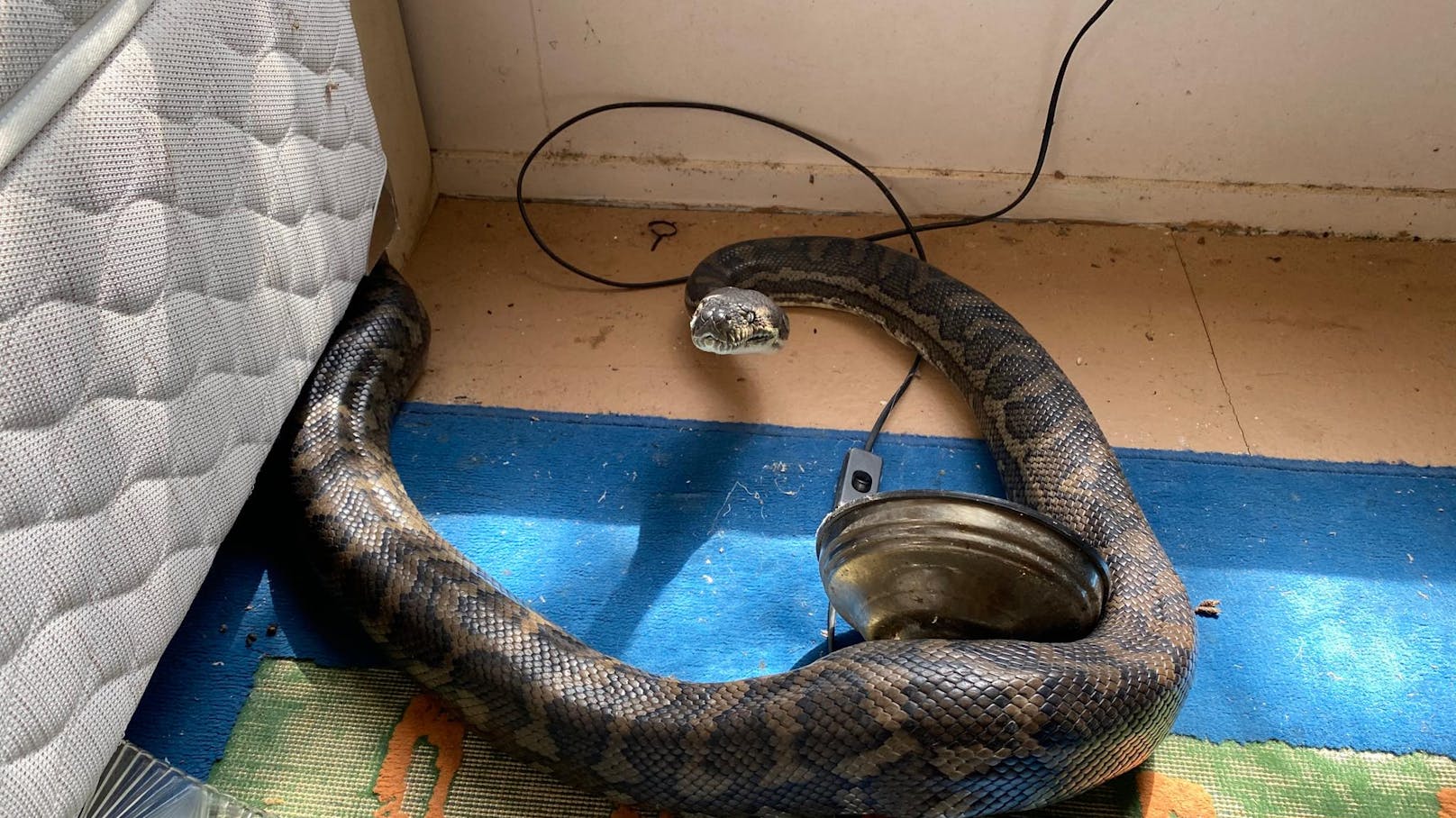 Die beiden Riesenschlangen waren in ein Haus ein- und darin durch eine Decke gebrochen. (31. August 2020)