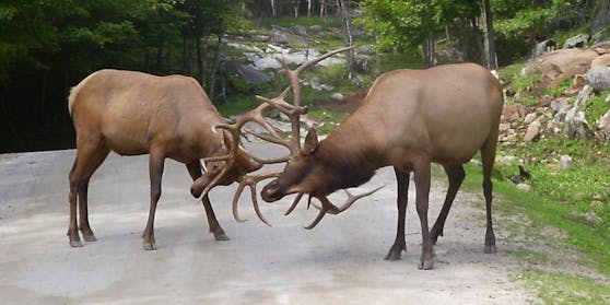 Wapiti-Hirsche (Cervus canadensis) sind deutlich größer als europäisches Rotwild und bringgen bis zu 450 Kilo auf die Waage.