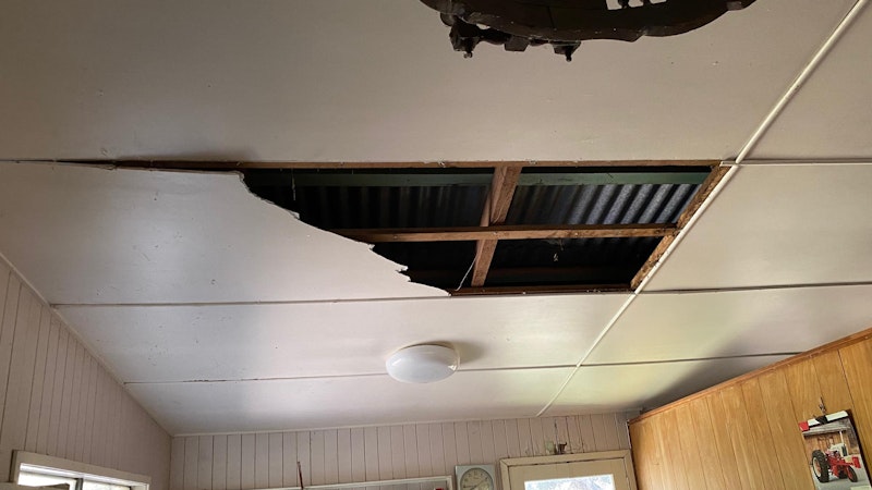Die beiden Riesenschlangen waren in ein Haus ein- und darin durch eine Decke gebrochen. (31. August 2020)