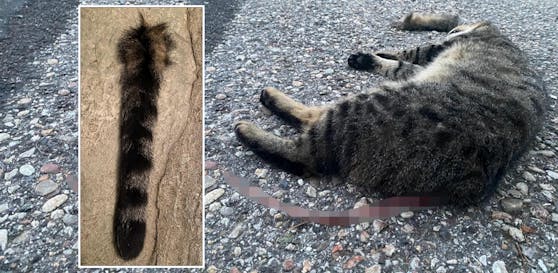 Innerhalb von acht Tagen häutete ein Tierquäler bereits zwei Mal den Schwanz einer Katze.