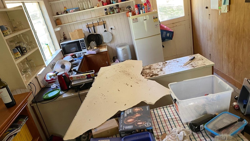 Die beiden Riesenschlangen waren in ein Haus ein- und darin durch eine Decke gebrochen. (31. August 2020)