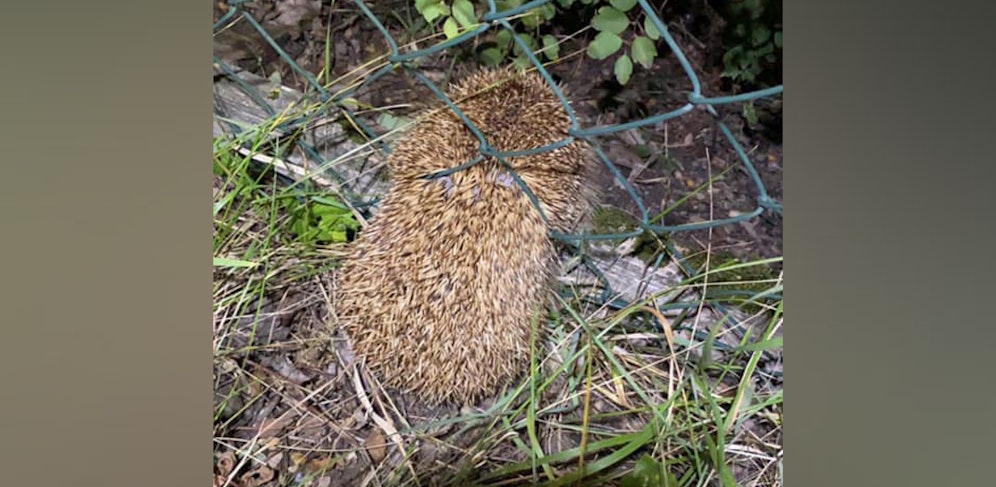 Der Igel steckte im Zaun fest, musste von Tierschützern befreit werden.