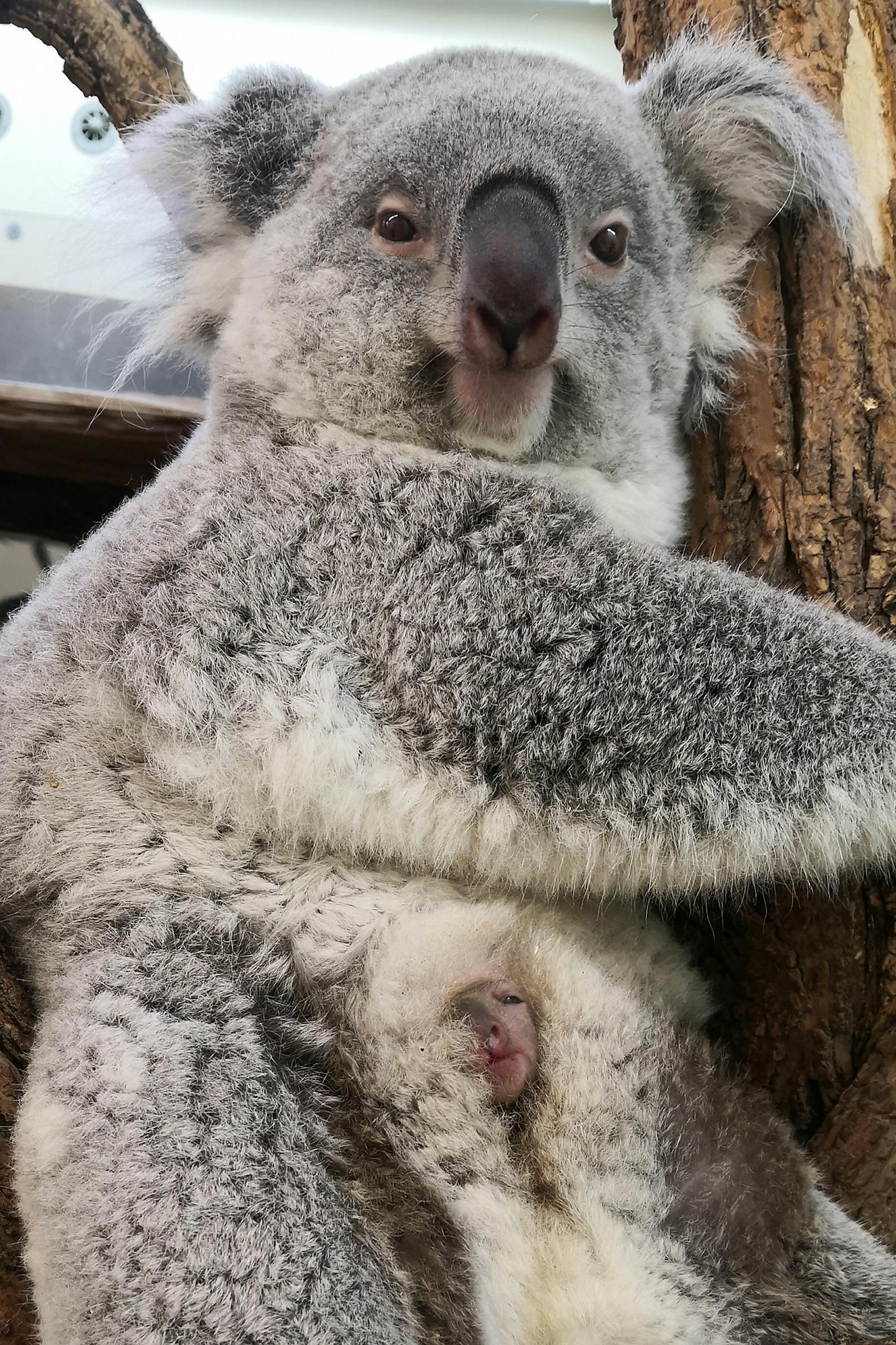 Seit fünf Monaten wächst im Beutel von Koala-Dame&nbsp;Bunji ein Jungtier heran.