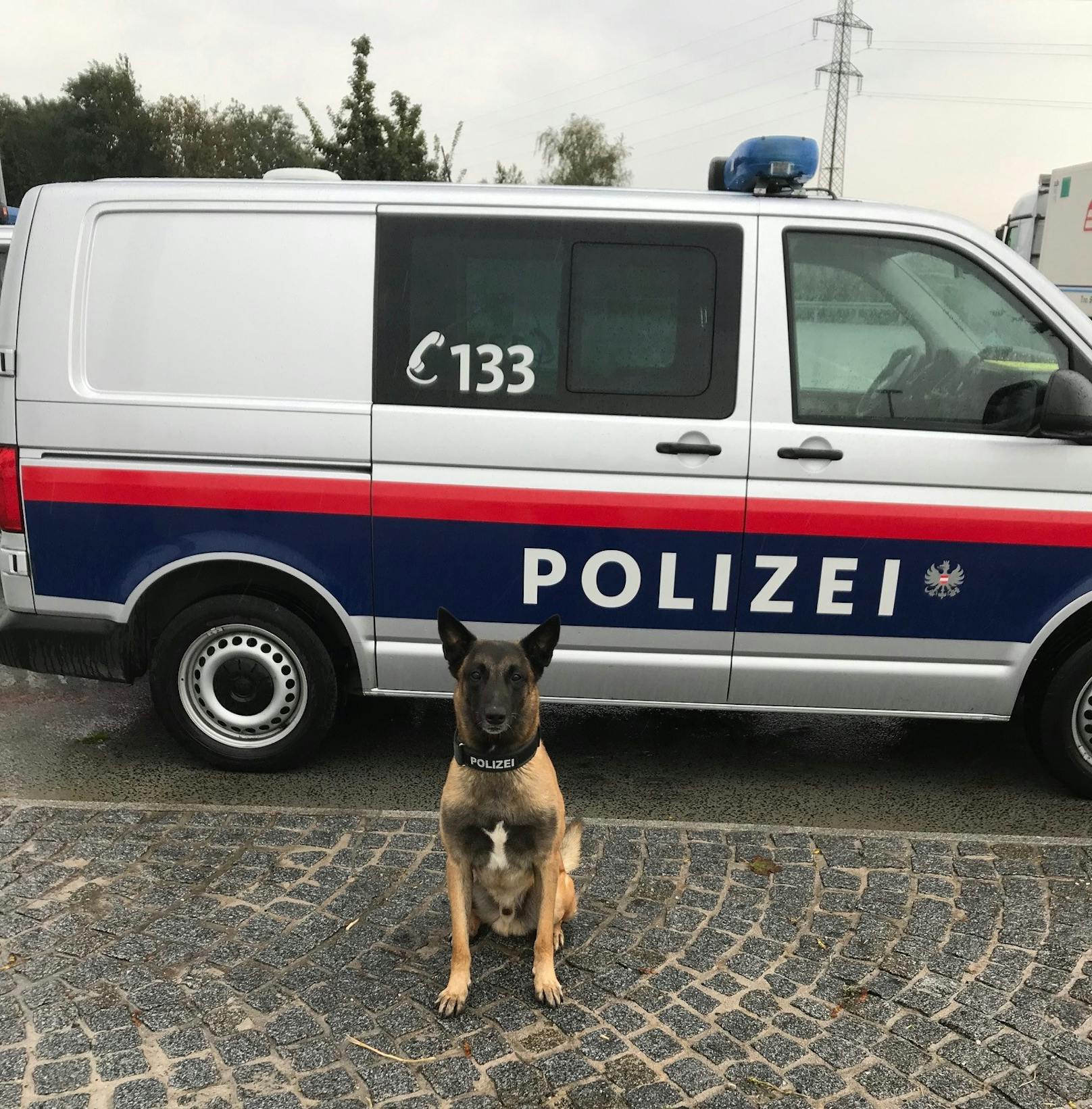 Polizeihund Rasco