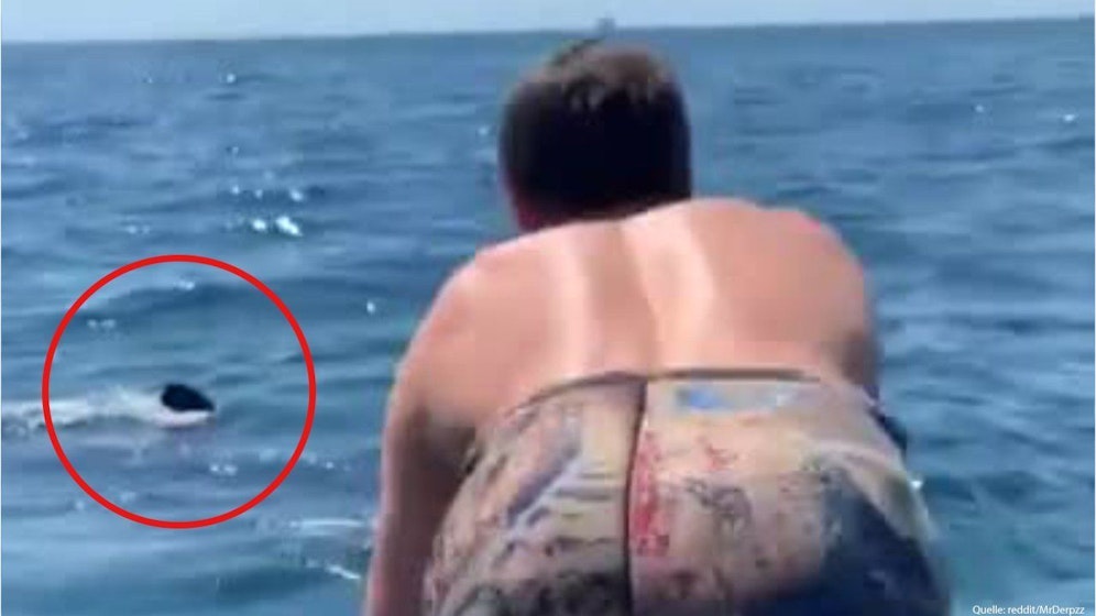 Der Mann verwechselte einen Pflanzenfresser mit einem Weißen Hai.