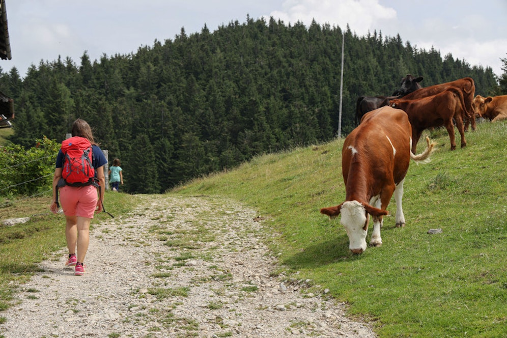 Zu Kühen immer Abstand halten und auf dem Wanderweg bleiben, rät der Alpenverein Österreich. (Symbolbild). 
