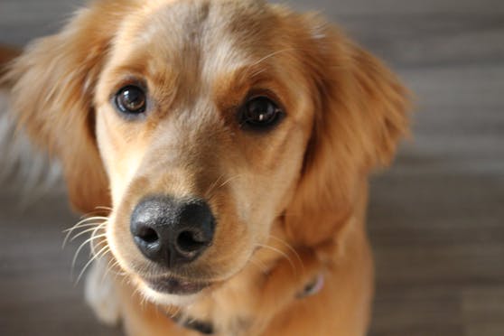 Aufs Neue bestätigt sich: Hunde sind die besten Freunde des Menschen.
