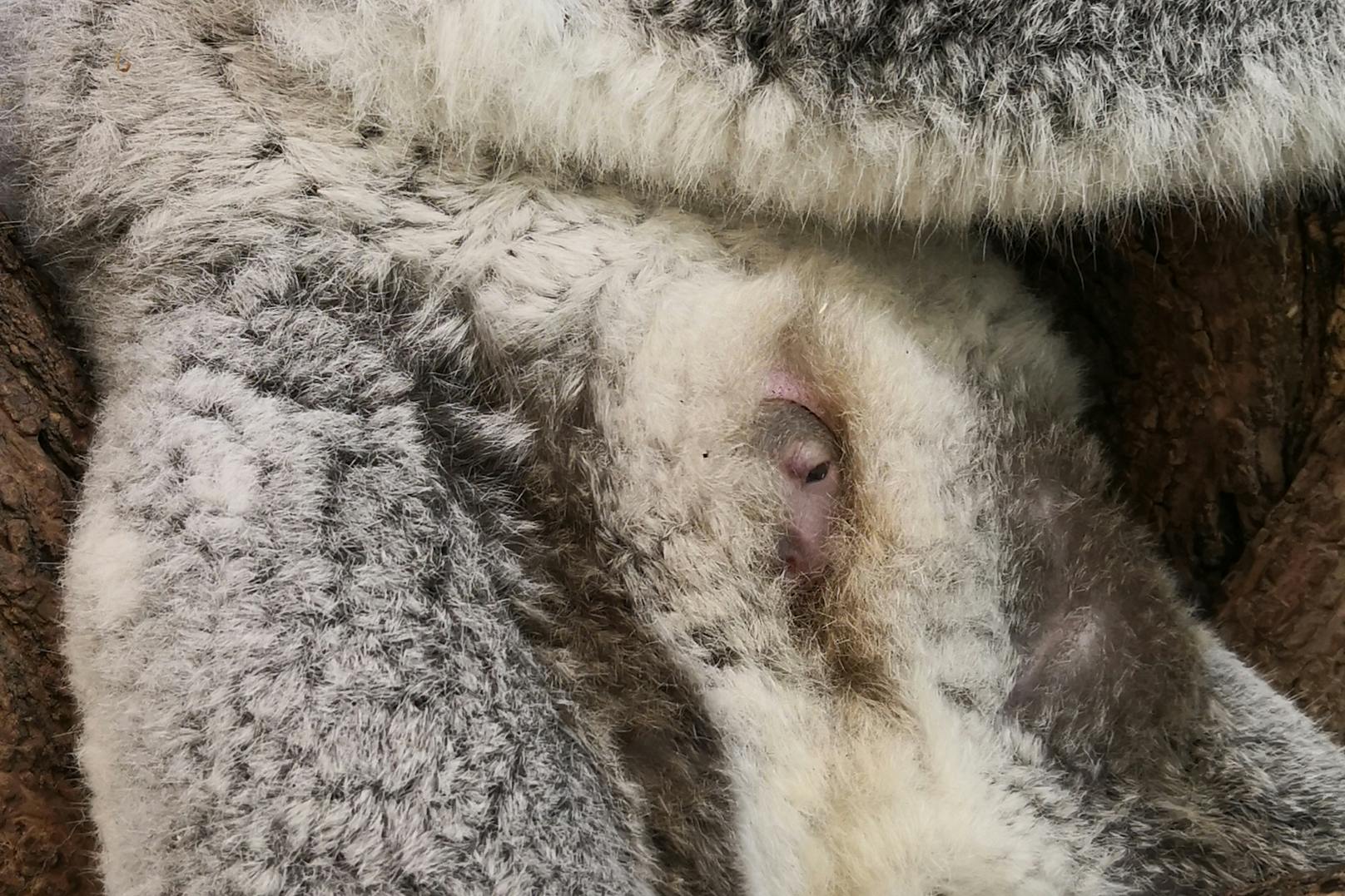 Dieser Schnappschuss gelang Tierpflegerin Simona Gabrisova. "Es kann sein, dass man das Jungtier nun wieder einige Tage nicht sieht", so die Expertin.