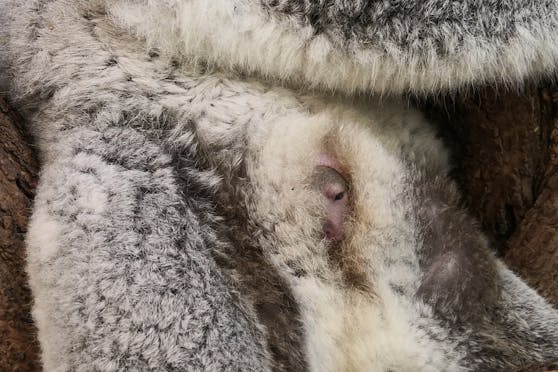 Dieser Schnappschuss gelang Tierpflegerin Simona Gabrisova. "Es kann sein, dass man das Jungtier nun wieder einige Tage nicht sieht", so die Expertin.