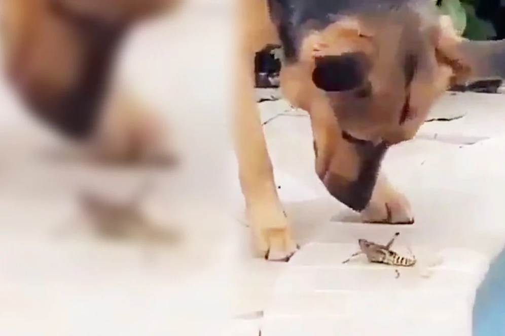 Eine Heuschrecke wurde von einem Hund aus dem Pool gerettet.