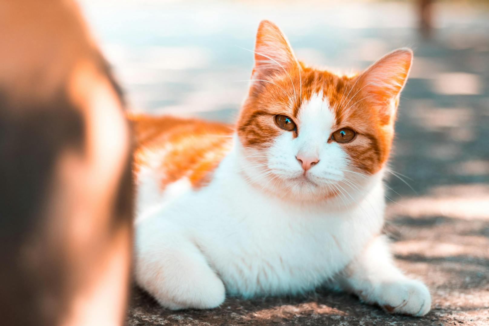Ein vorwurfsvoller Blick, ein wütender Tatzenhieb oder schmollendes Verhalten: Manche Katzen können es nicht ertragen, nicht die unbegrenzte Aufmerksamkeit ihres Besitzers zu genießen. 