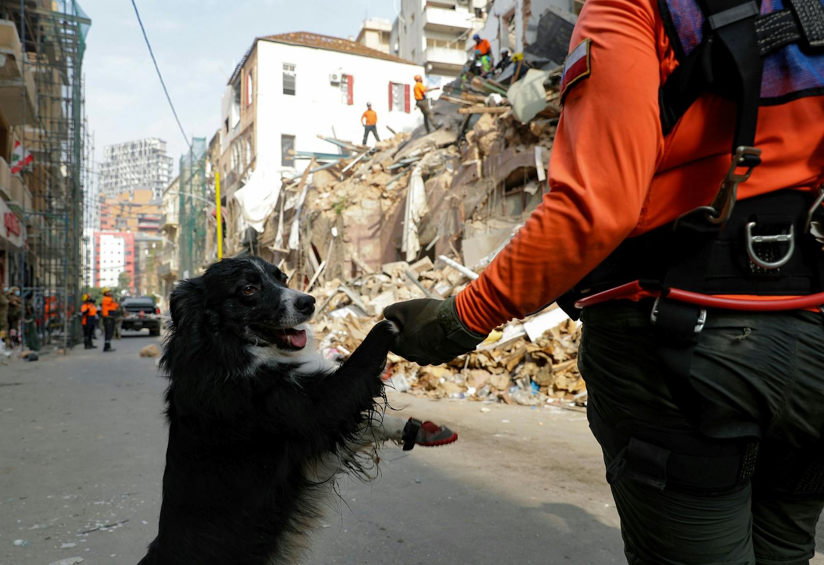 Beirut: Hund erschnüffelt Mensch unter Trümmern