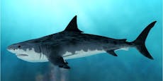 Haifischflosse so groß wie ein Mensch entdeckt