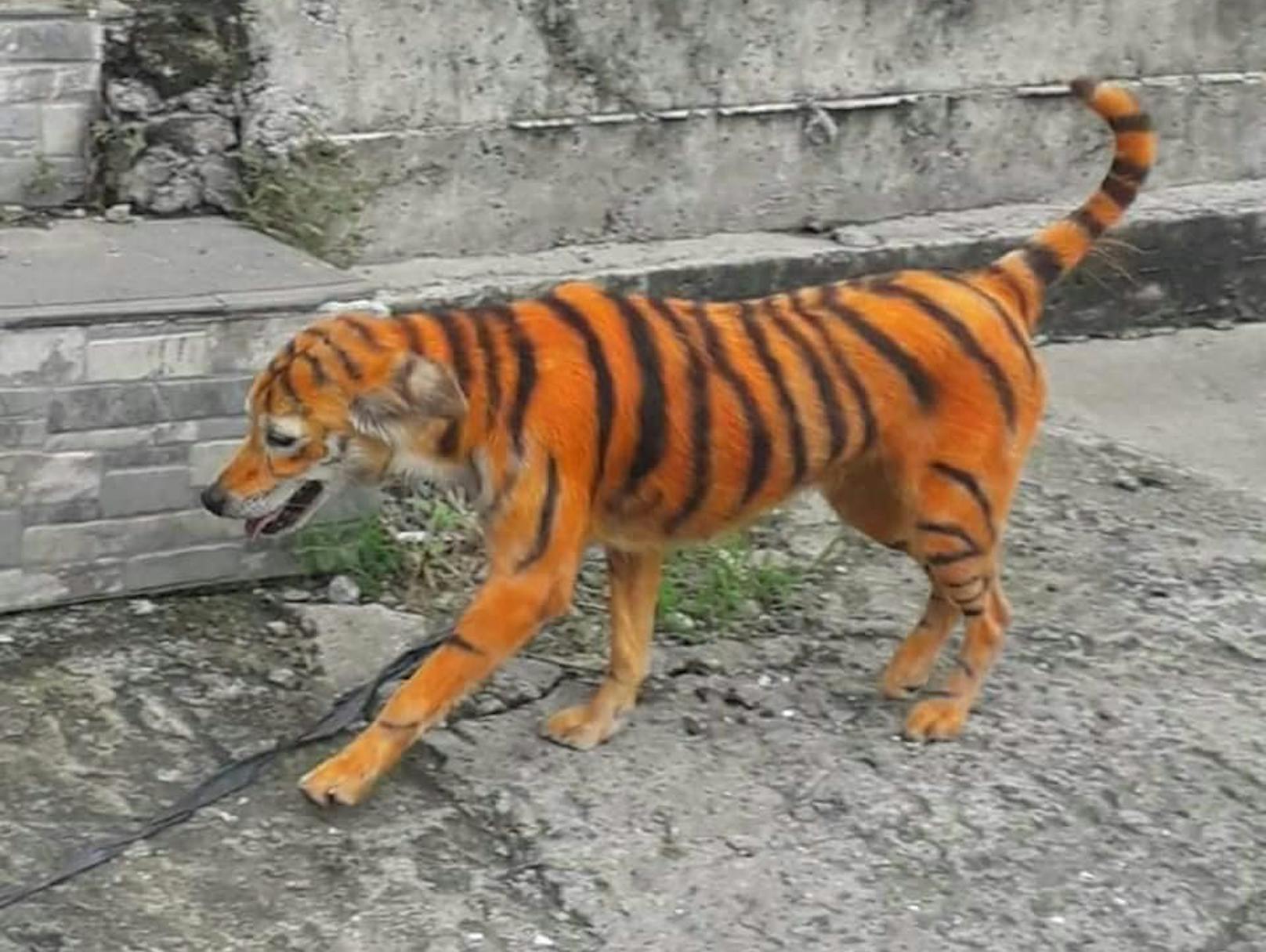 Diese Bilder sorgen für Fassungslosigkeit: Unbekannte haben in Malaysia einen Hund wie einen Tiger angemalt