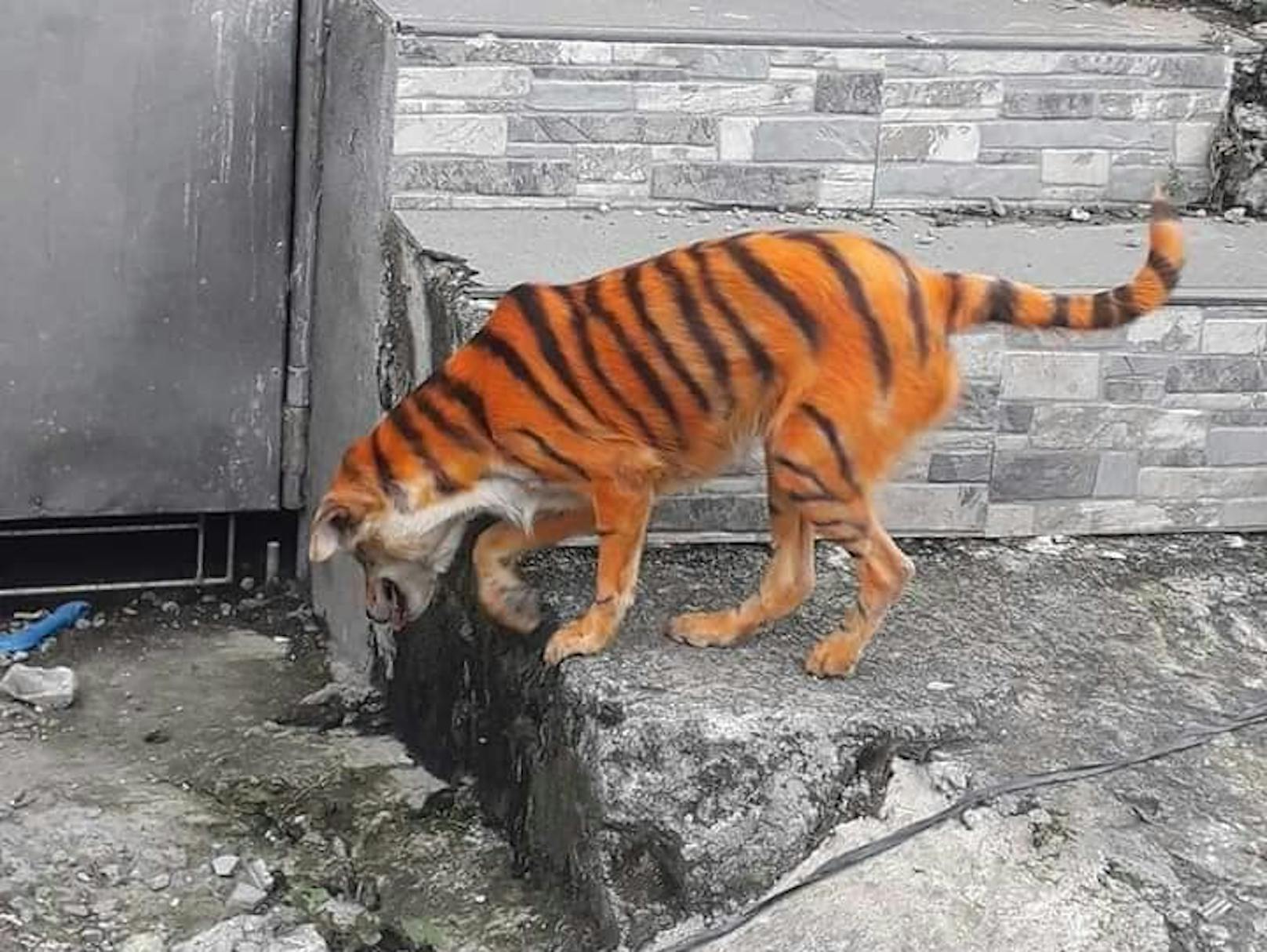 Diese Bilder sorgen für Fassungslosigkeit: Unbekannte haben in Malaysia einen Hund wie einen Tiger angemalt
