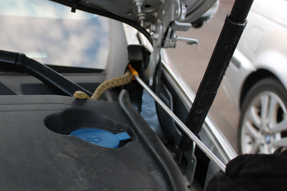 Im Motorraum eines PKWs wurde eine Schlange gefunden und zur Feuerwehr Ansfelden gebracht.