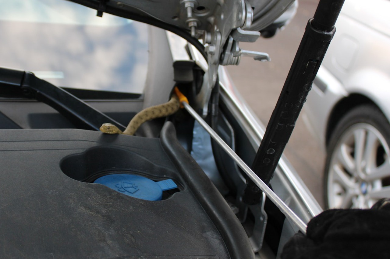 Heute.at - Blinder Passagier: Schlange zischt im Motorraum