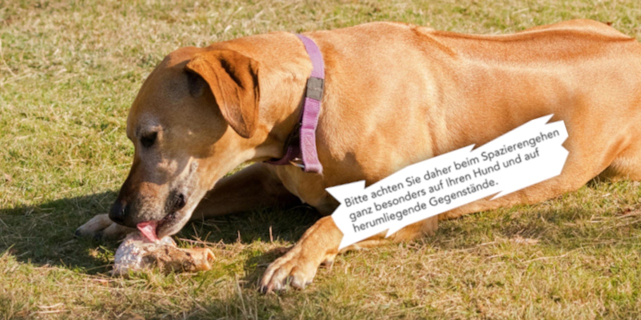 Vorsicht beim Gassi gehen, Hund wurde vergiftet Niederösterreich