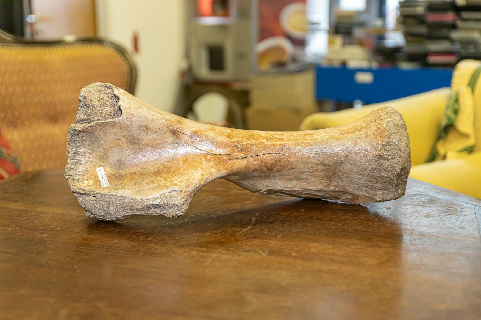 Dieser Mammut-Knochen wiegt knapp fünf Kilo.