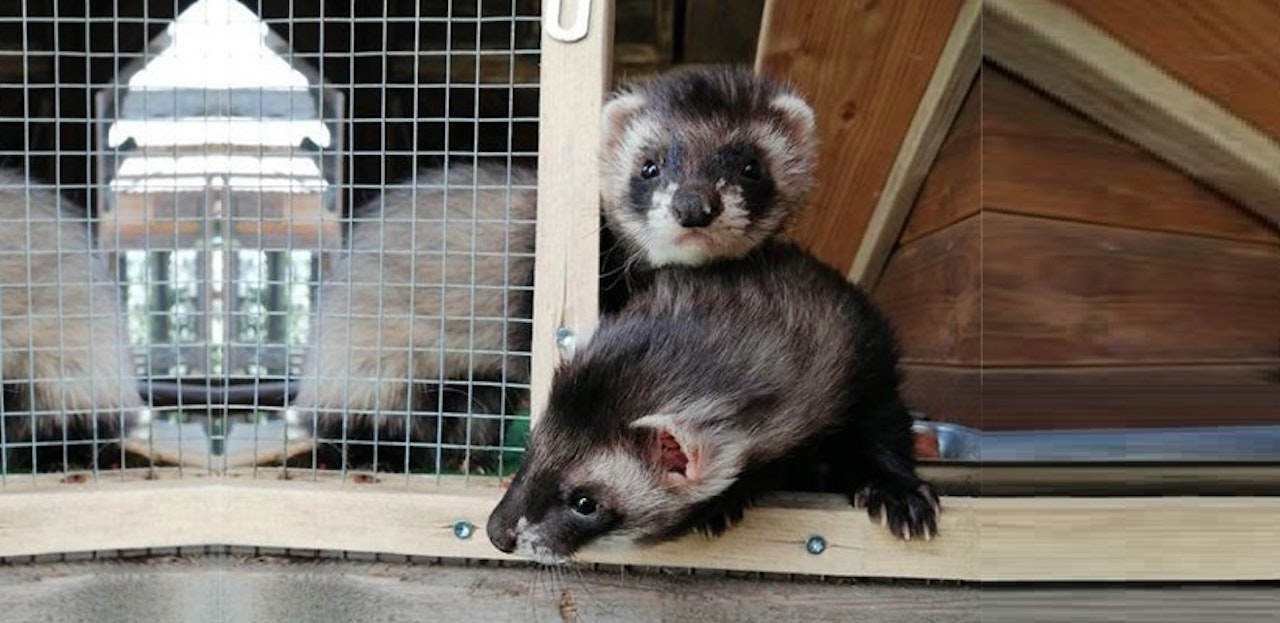 Heute.at - Max und Moritz haben jetzt ein neues Zuhause
