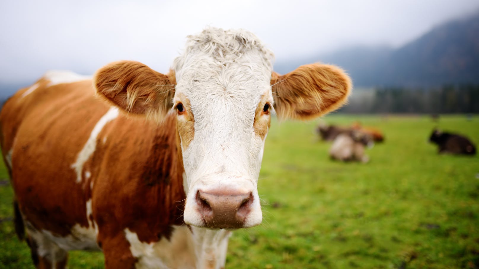 Hat keine konkrete Haltung zu Impfungen: eine Kuh. 