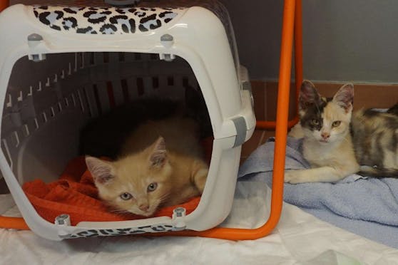 "Animal Hoarding" beginnt bereits ab einer Anzahl von drei bis vier Tieren.