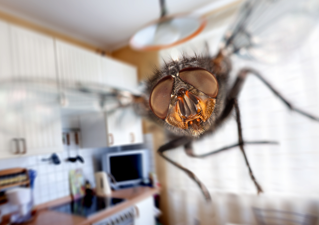 Der 80-Jährige wollte in seinem Haus eine Fliege erschlagen.