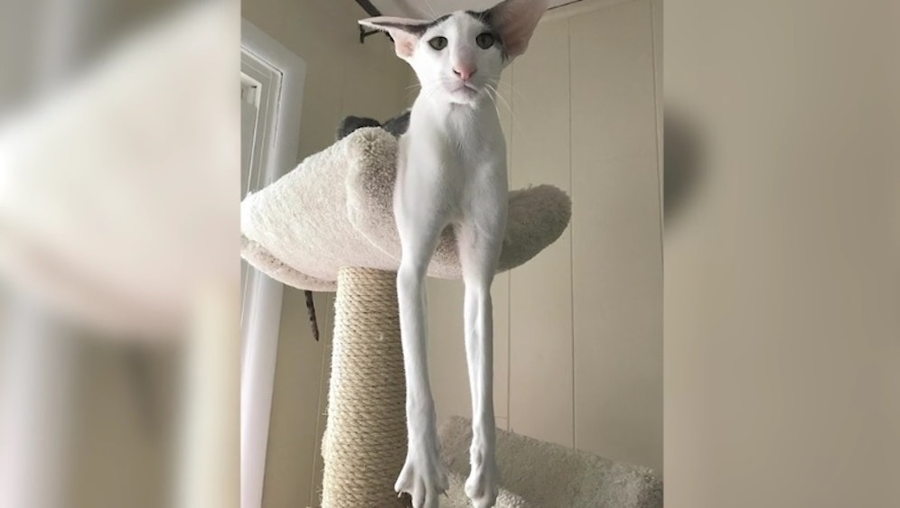 Die Orientalische Kurzhaarkatze Leggy Teddy präsentiert ihre langen Beine.<br>