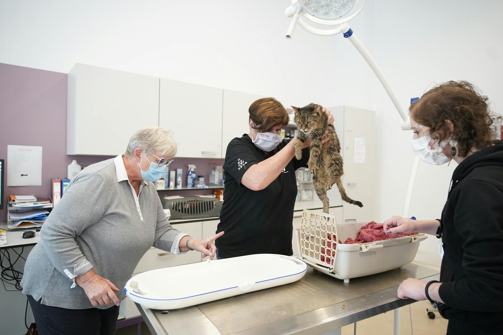 Katze "Bärli hat eine Futterallergie.  