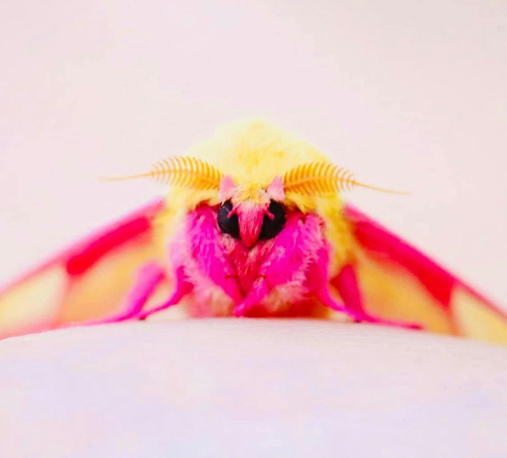 Wer bekommt jetzt Lust auf Eis? Der „Rosy maple moth“ (dryocampa rubicunda) sieht so surreal aus, als würde er soeben aus dem Regenwald eines Märchens entlehnt worden sein. In Europa darf er nicht ausgesetzt werden. Er gehört zu den auffälligsten Faltern aus der Zucht der Schweizerin Cornelia Bähni. Dieser exotische, aus Nordamerika stammende Falter sieht mit seiner fluffig-gelb-pinken Färbung aus der Weite aus wie eine Süßigkeit. 