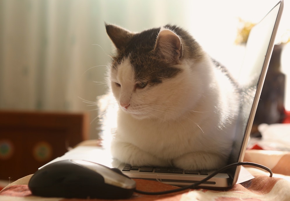 Wie verhält sich dein Haustier, wenn du lernst (bzw. lernen möchtest)?