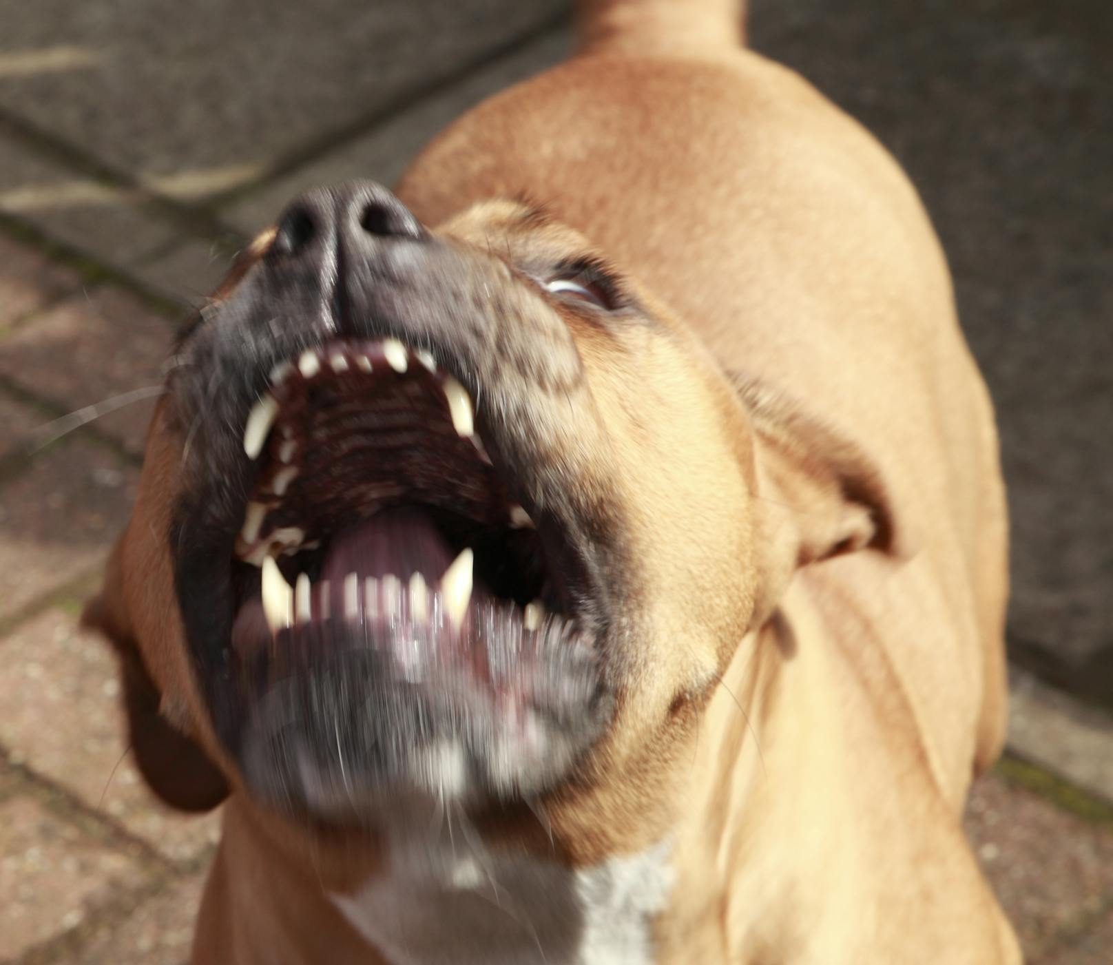 Pitbull beißt Hund fast tot – Besitzer lügt Mädchen an
