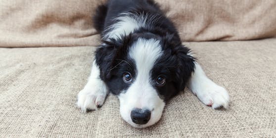 Forscher haben herausgefunden, dass Sprache für einen Hund ähnlich wie für den Menschen verarbeitet wird.