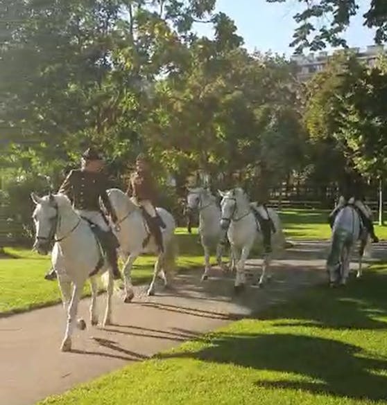 Eine Leserin entdeckte die Lipizzaner.