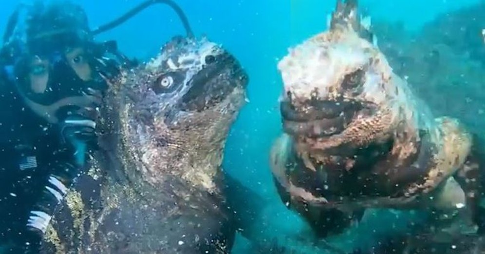 Die Meerechse sieht Film-Gigant Godzilla zum Verwechseln ähnlich.