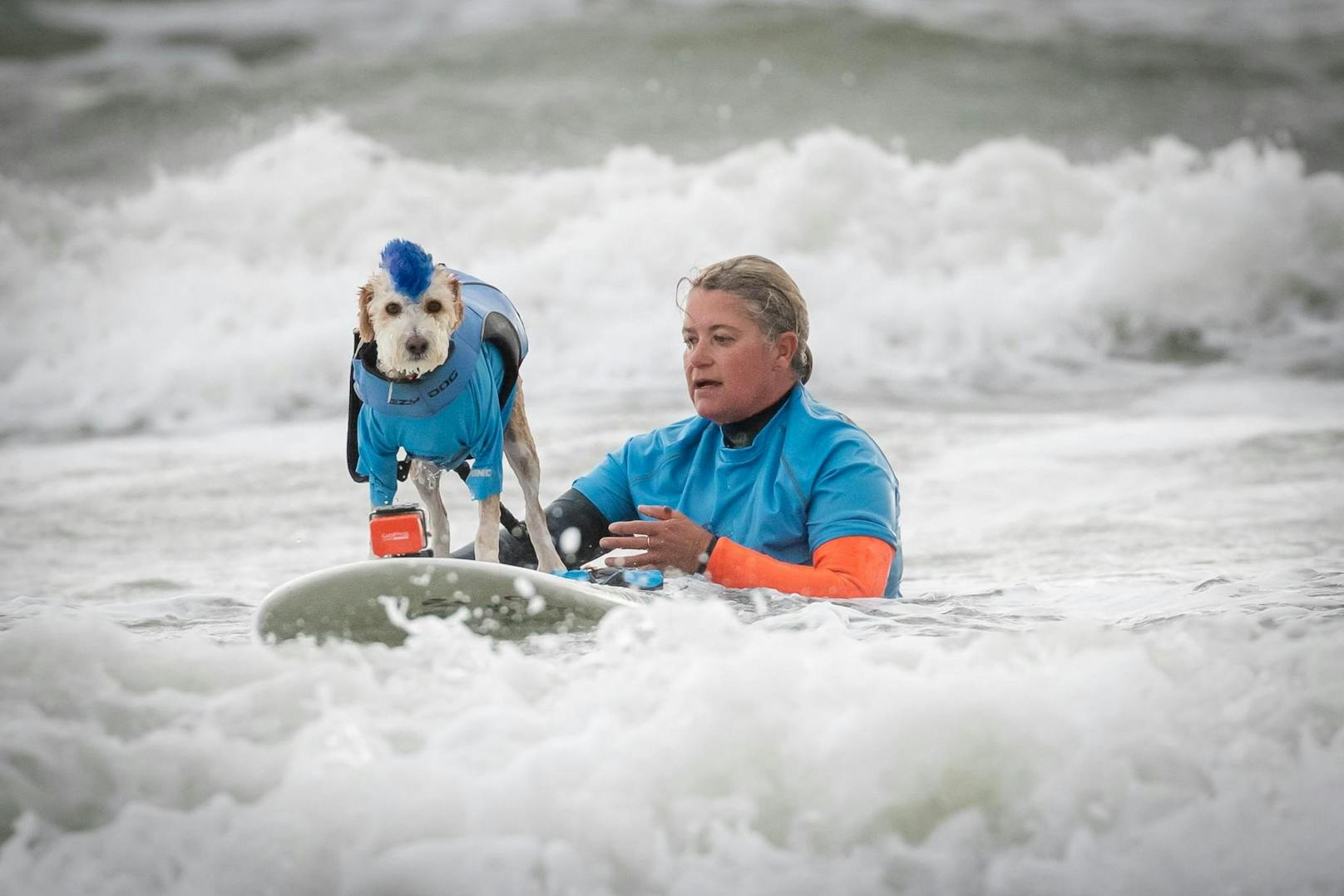 Der gerettete Rettungshund Scotter ist ein Star am Surfbrett.<br>