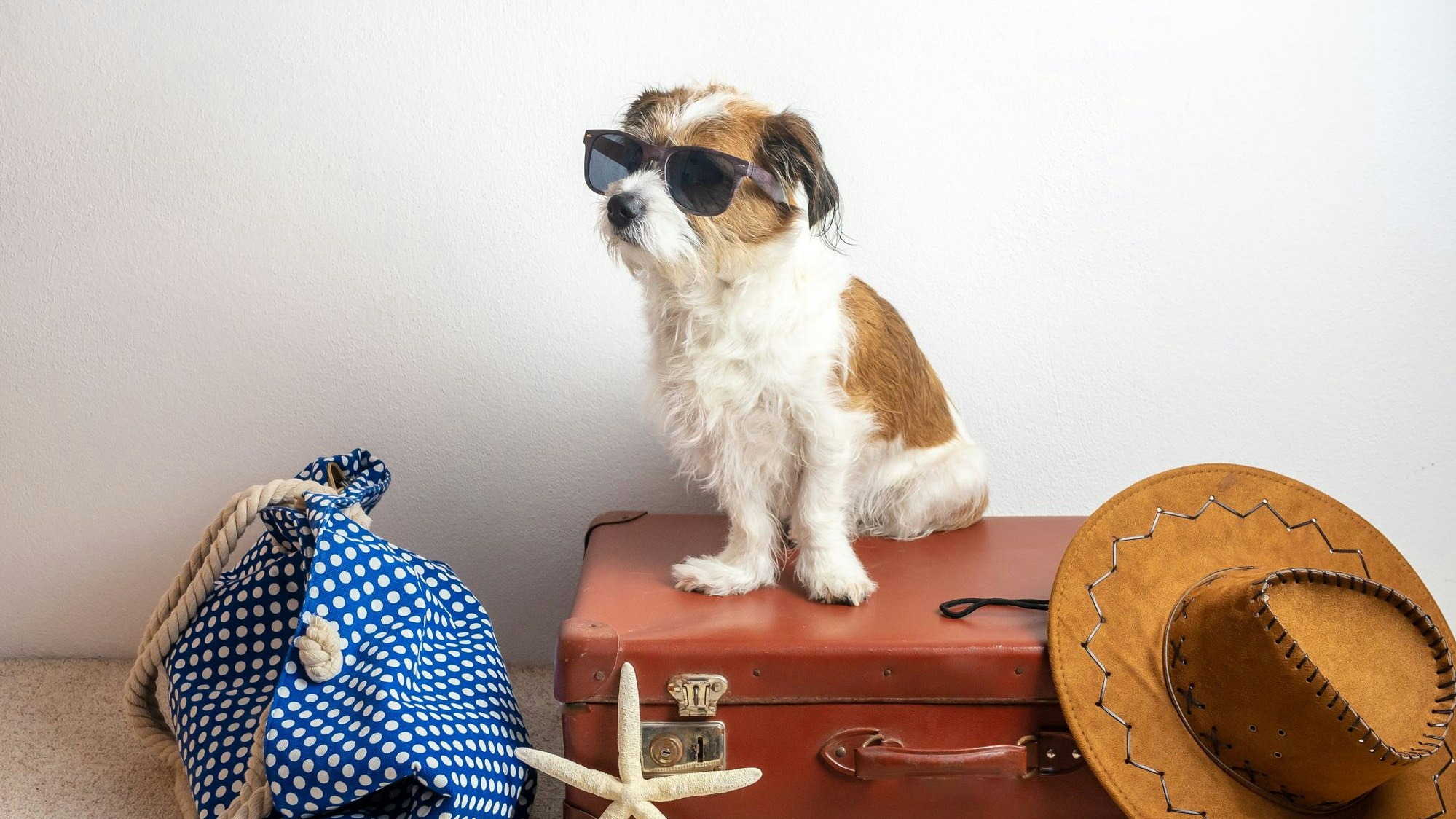 Heute.at - So reise ich mit meinem Hund richtig