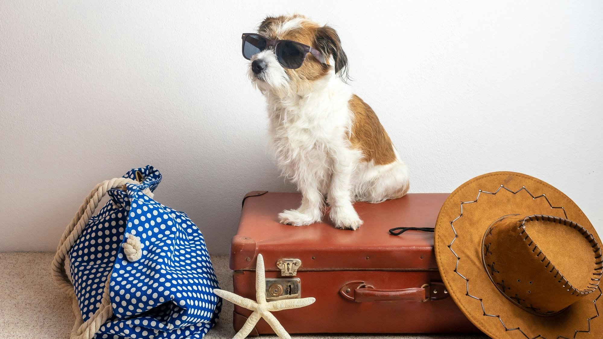 Wer auf das vierbeinige Familienmitglied im Urlaub nicht verzichten will - hier ein paar Tipps. 