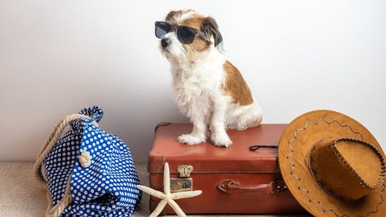 Wer auf das vierbeinige Familienmitglied im Urlaub nicht verzichten will - hier ein paar Tipps.