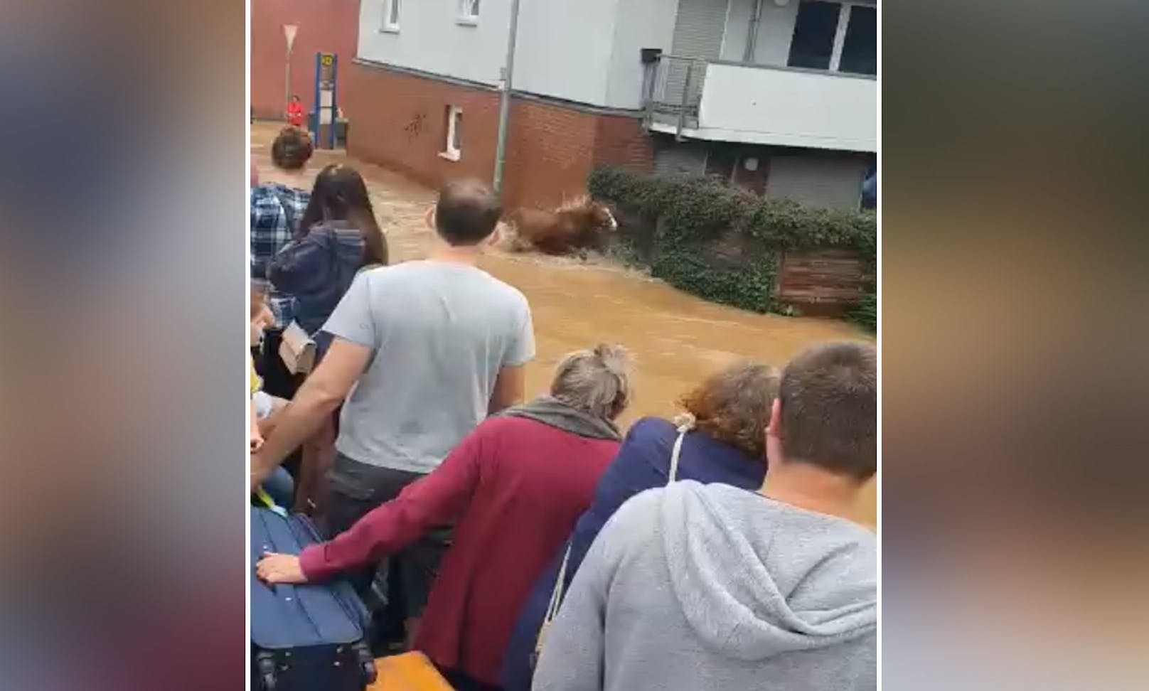 In der Ortschaft Unter-Liblar (Liblar ist ein Stadtteil von Erftstadt im Rhein-Erft-Kreis) werden gerade Menschen evakuiert, als zwei völlig verschreckte Pferde durch das Wasser galoppieren. 