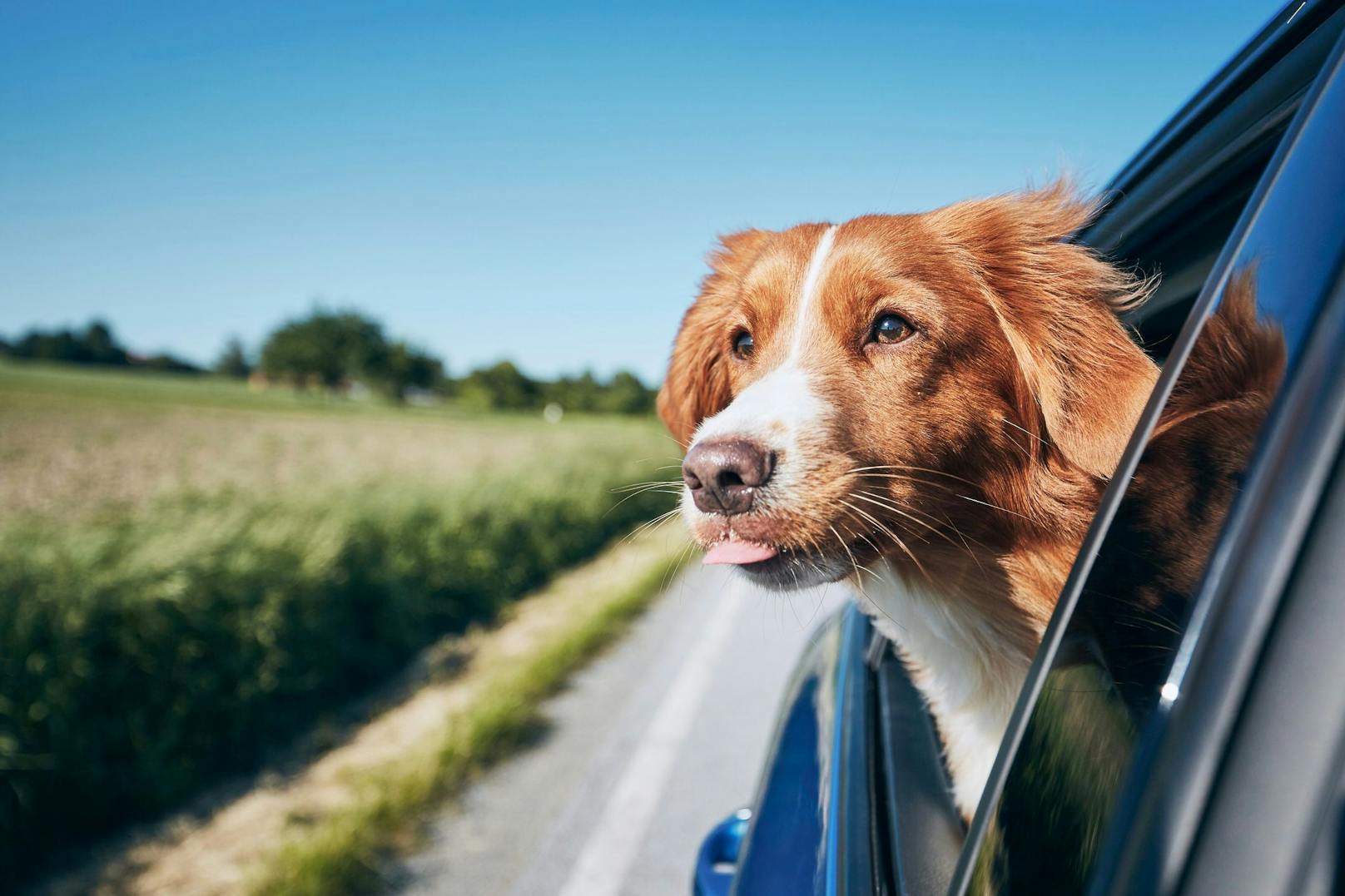 <strong>Tipp 6:</strong> Auch deinem Hund kann bei langer Autofahrt schlecht werden. Die Reiseapotheke mit Arznei gegen Durchfall, Erbrechen und Wunderversorgung gehört unbedingt in den Reisekoffer.&nbsp;