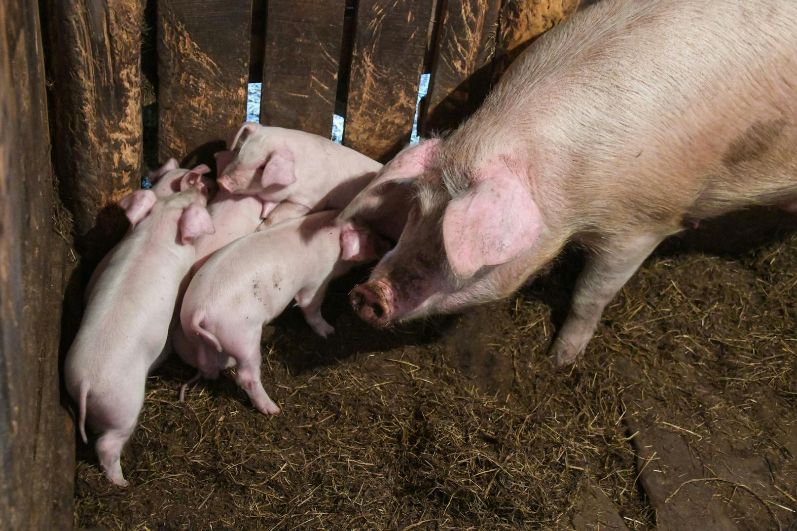 Bei Hausschweinen in Brandenburg sind die ersten Fälle der Afrikanischen Schweinepest entdeckt worden.