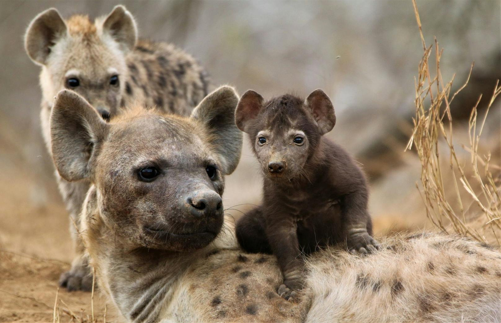 Die Hyäne ist in mehrfacher Hinsicht ein sehr außergewöhnliches Tier.&nbsp;